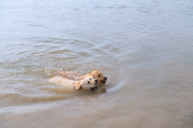 Yüzmek ve labrador köpekleri oynamak