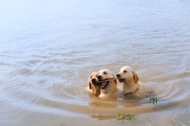 Yüzmek ve labrador köpekleri oynamak