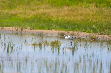 Doğa manzarasında fareli köyün kuşları