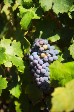 Üzüm bağında sallanan olgun üzümler