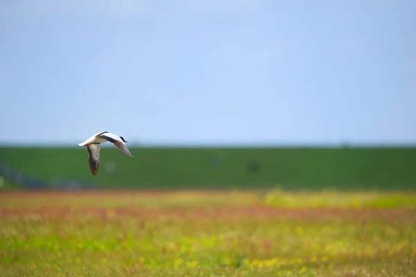 Ενιαία Κοινή Shelduck Που Φέρουν Στον Γαλάζιο Ουρανό — Φωτογραφία Αρχείου