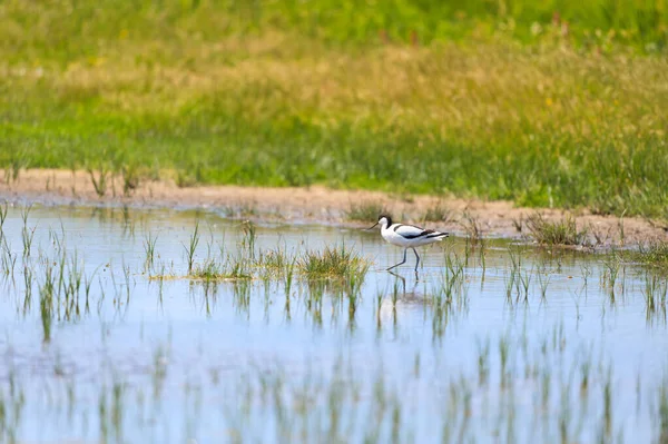 Pied Avocet Bird Nature Landscape — стоковое фото