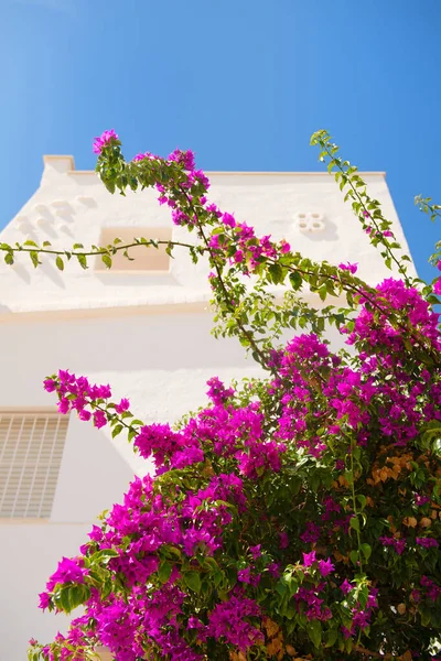 Bougainvillea Roxo Contra Casa Branca Espanha — Fotografia de Stock