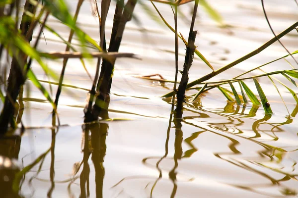 Green Reeds Stagnant Water — Stock Photo, Image
