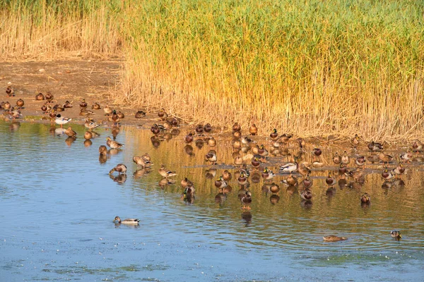 Nature Environment Ducks Birds Estartit Spain — Stock Photo, Image