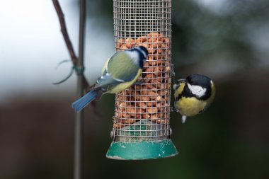 fıstık yemek harika memeler