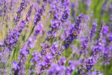 Lavanta çiçekleri ile arı Fransa