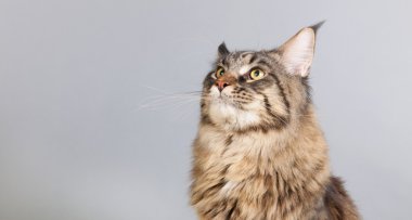 gri görünümlü maine coon kedi