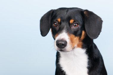 portre sennen hund