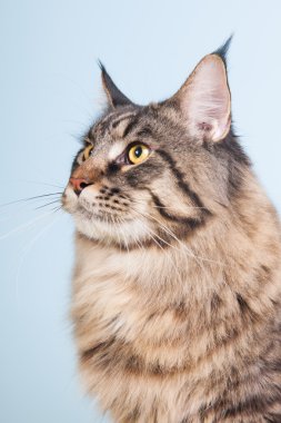 Maine coon kedi mavi