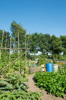 Yazın sebze bahçesi