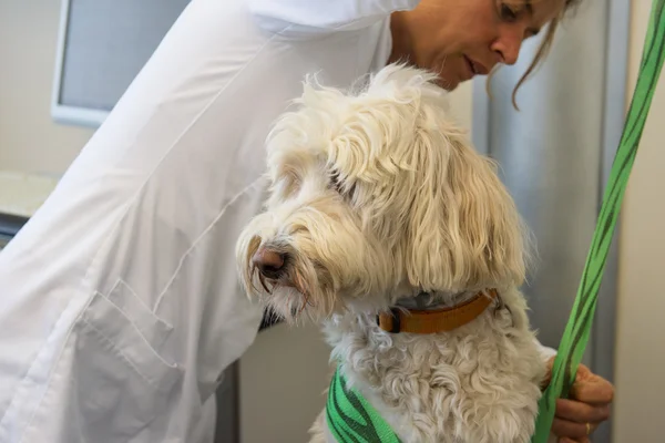 Cão ferido está tendo bandagem no veterinário — Fotografia de Stock