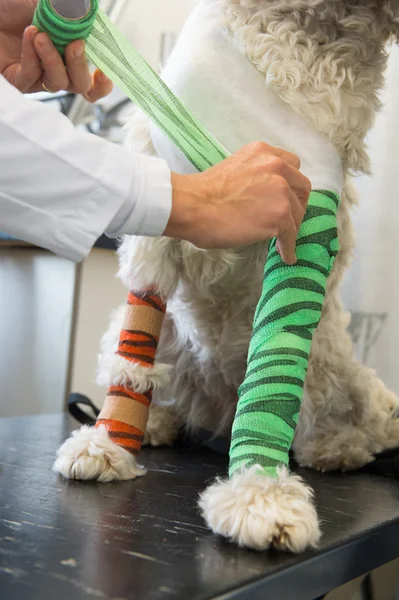 Cão branco com atadura no veterinário — Fotografia de Stock
