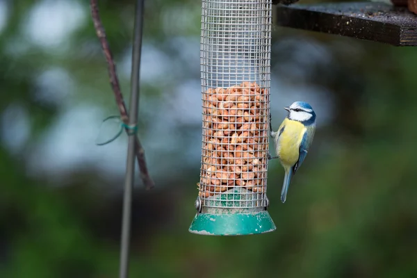 Eurasie mésange bleue — Photo