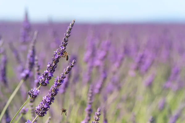 Flores de lavanda com abelha na França — Fotografia de Stock