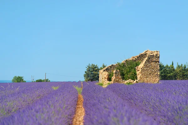 Antigua ruina en los campos de lavanda — Foto de Stock