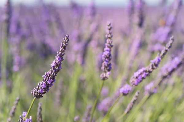 Campos de lavanda na França — Fotografia de Stock