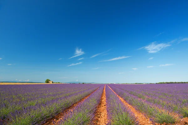 Παλιό ερείπιο στο lavender τους τομείς — Stockfoto