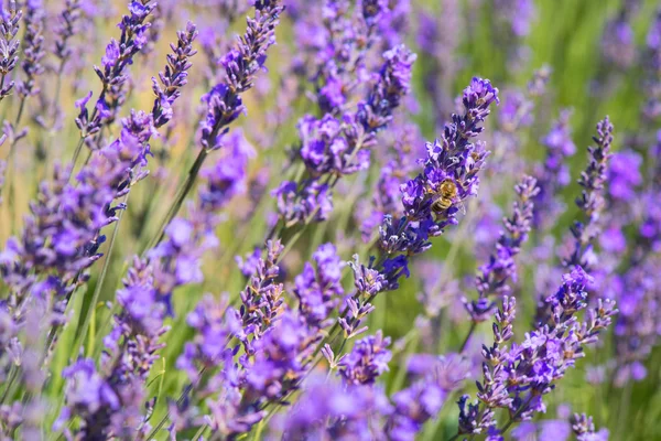 Fiori di lavanda con ape in Francia — Foto Stock