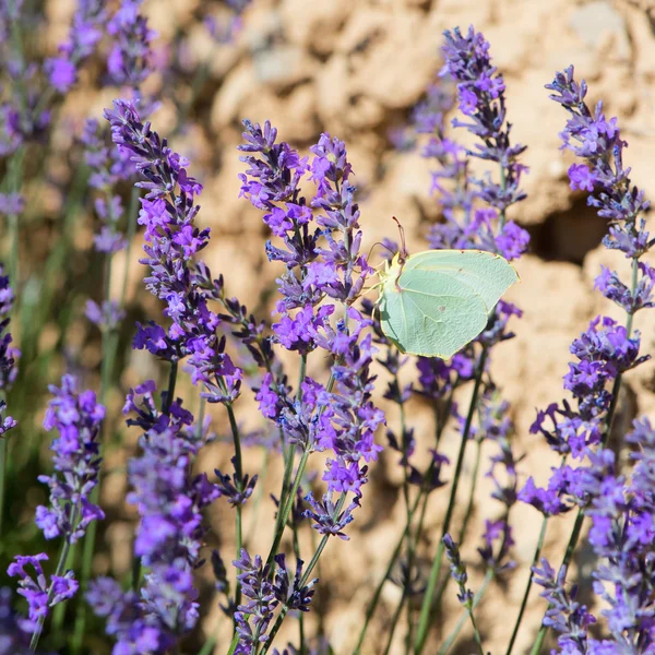 Kwiaty lawendy z motyl we Francji — Zdjęcie stockowe