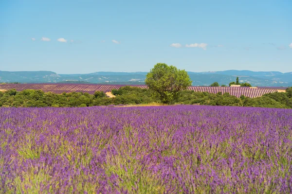 Παλιό ερείπιο στο lavender τους τομείς — Φωτογραφία Αρχείου