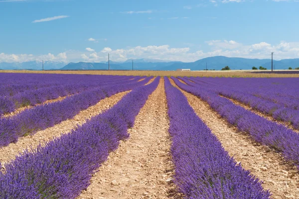 Lavendel blommor med bee i Frankrike — Stockfoto