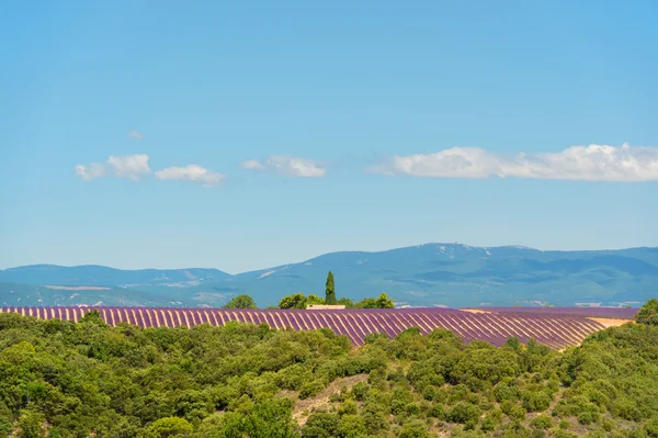 Landscape with lavender fields in France — Stok fotoğraf