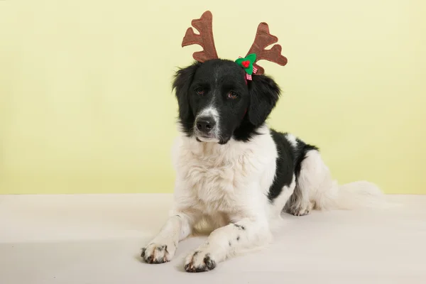 Cão preto e branco — Fotografia de Stock