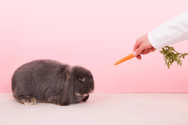 Francês lop comer cenoura — Fotografia de Stock