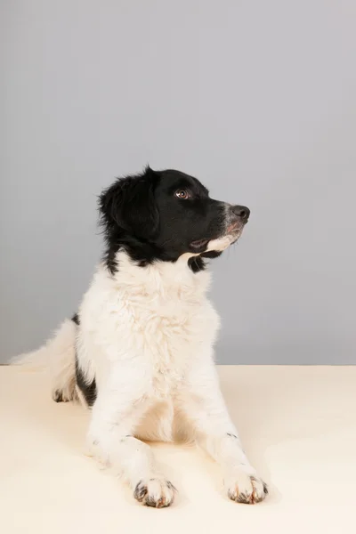 Stabyhoun dog — Stock Photo, Image