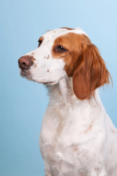 Portret krzyż rasy spaniel — Zdjęcie stockowe