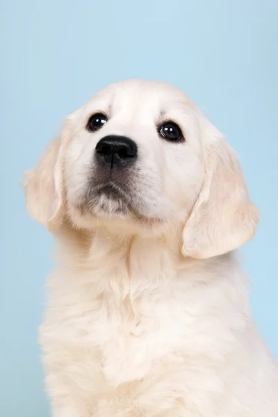 Filhote de cachorro dourado recauchutar — Fotografia de Stock