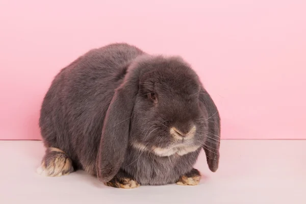 French lop — Stock Photo, Image