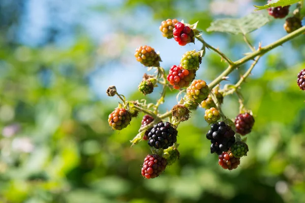 Brombeeren — Stockfoto