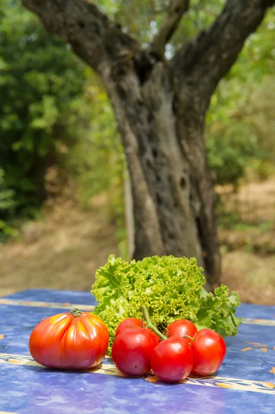 Alface e tomate — Fotografia de Stock
