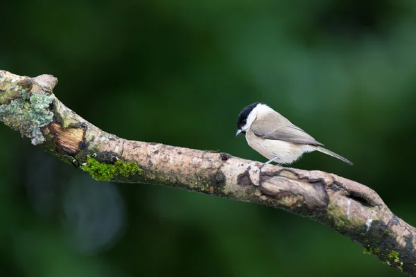 Weidenmeise — Stockfoto