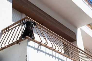 Köpeğe balkon