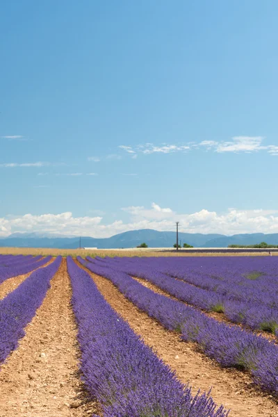 Campos de lavanda franceses — Fotografia de Stock