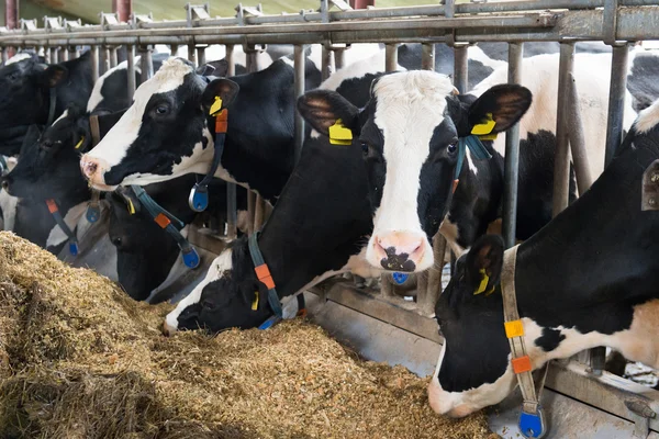 Vacas en establo —  Fotos de Stock