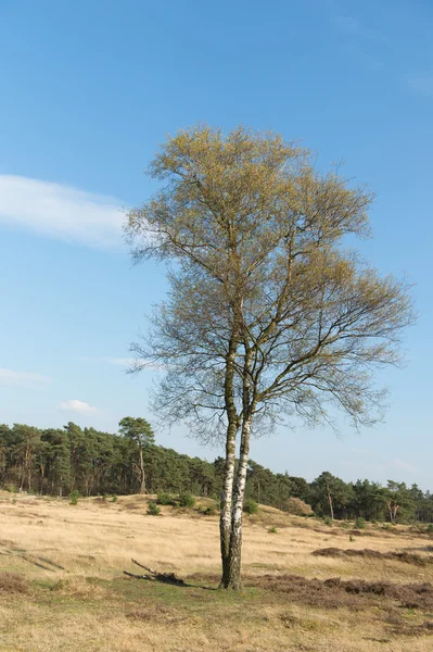 Wiosna w krajobraz natura — Zdjęcie stockowe