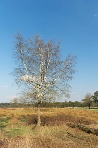 Lente in natuur landschap — Stockfoto