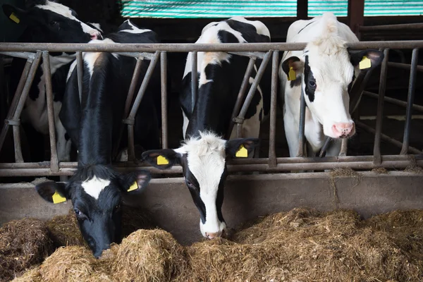 Vacas no estábulo — Fotografia de Stock