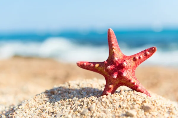 Röd sjöstjärna på stranden — Stockfoto