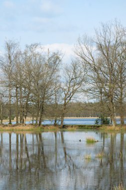 Göl ve ormanlı manzara