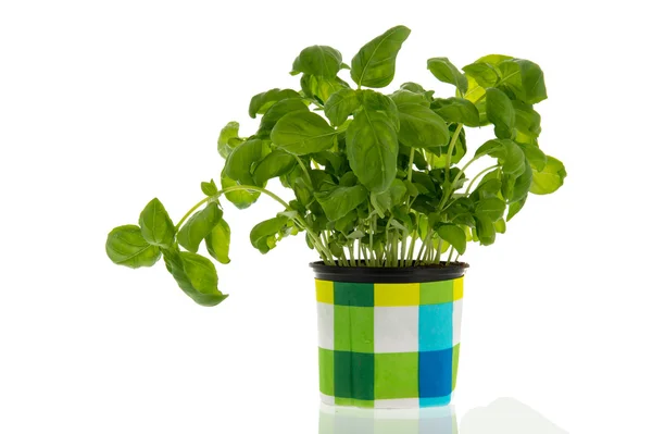 Basil plant — Stockfoto