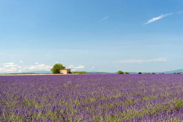 Ruína velha em campos de lavanda — Fotografia de Stock