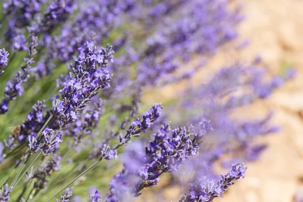 Lavanda francese — Foto Stock