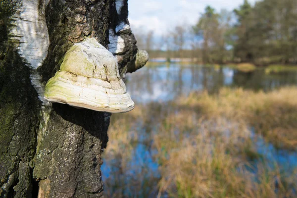 Fnöske svamp på träd — Stockfoto