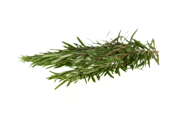 Rosemary herbs — Stock Photo, Image