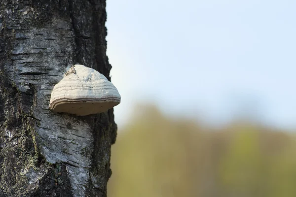Tinder fungo su albero — Foto Stock